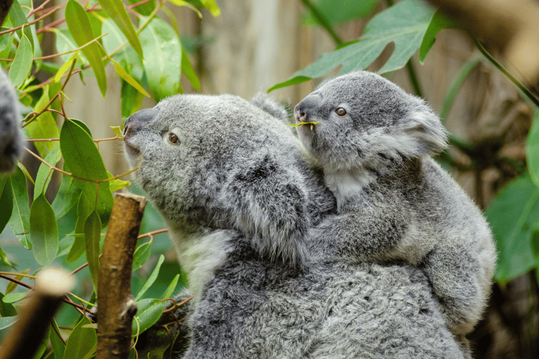 Vanuit Melbourne: Phillip Island en Penguin Parade Dagtocht