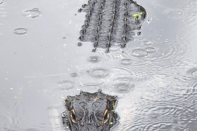 Z Miami: Everglades Tour z 90-minutowym rejsem wycieczkowym łodzią