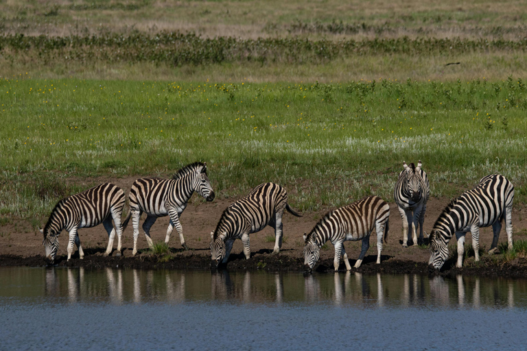 Kaapstad: Zonsondergangsafari in Aquila wildreservaat met transfer