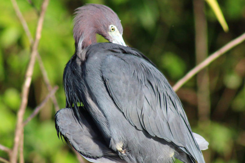 From SanJosé: 3-Day Tortuguero National Park Tour with Meals