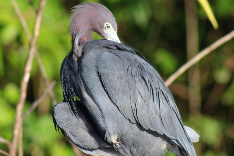 From SanJosé: 3-Day Tortuguero National Park Tour with Meals