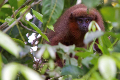 Jungle de Tambopata | Lac Sandoval + Île aux singes 4J/3N