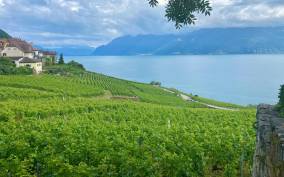 From Zurich: Private Day Trip to Gruyères & Lavaux Vineyard