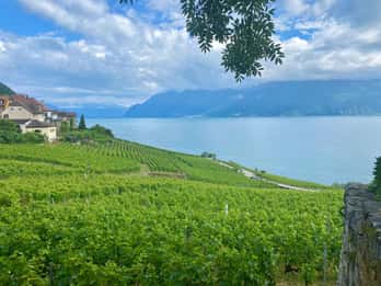 Bern: Tagestour Gruyères & Lavaux Weinberg mit Käse & Wein