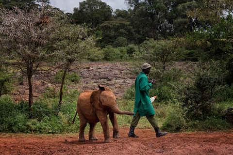 Excursão David Sheldrick Wildlife Trust e Giraffe Center