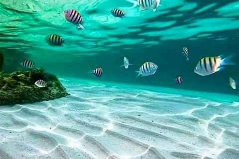 Zanzibar: Mnemba Island & Natural Lagoon Tour Mnemba Island Dolphin Tour & Sea Tortoise Aquarium Tour