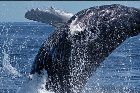 Cape Town to Hermanus Whale Watching Day Tour