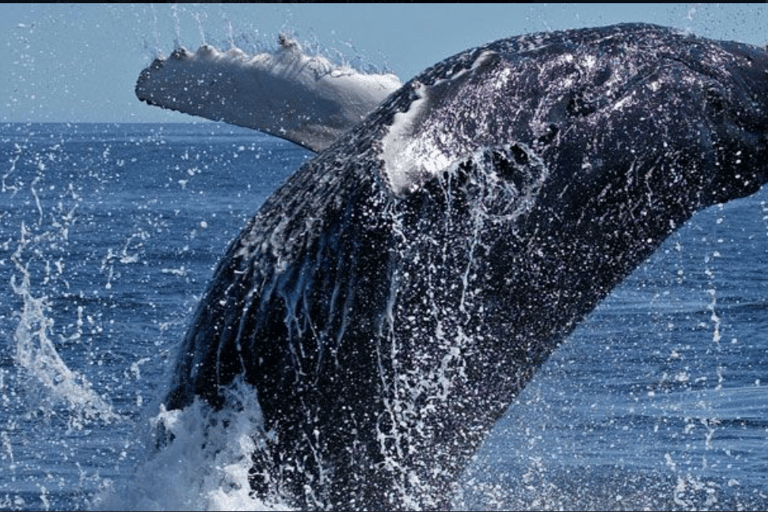 Cape Town to Hermanus Whale Watching Day Tour