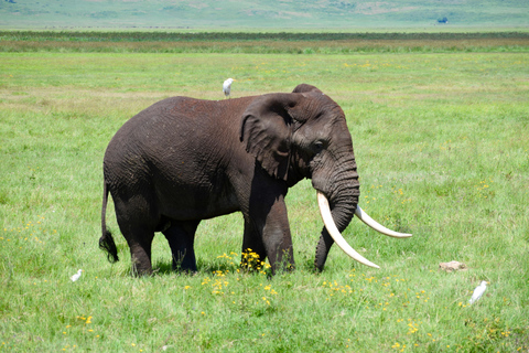 Arusha: Ngorongoro Crater Full-Day Safari Ngorongoro Crater: Full Day Safari
