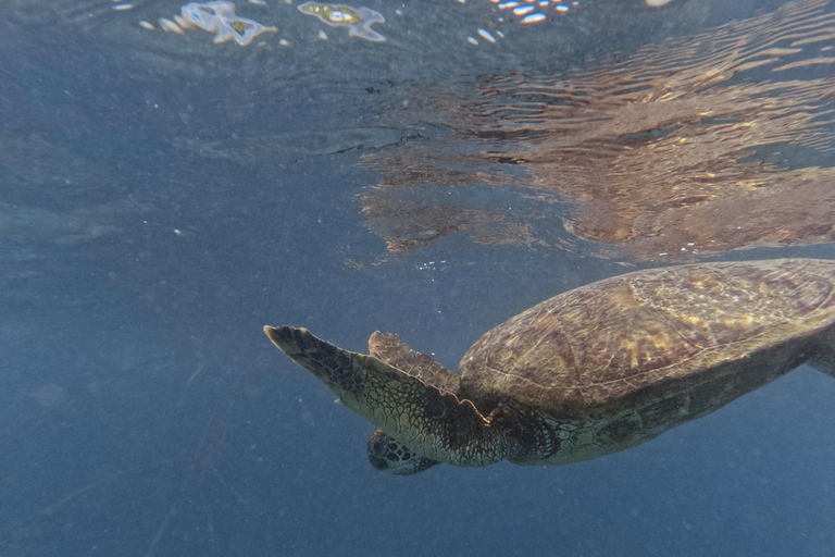 Isabela: Full Day with Penguins, Flamingos, Turtles, and Blue Sharks