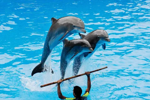 Dolphin Park Entry with Live Show and Pickup