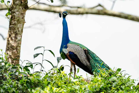 Sinharaja-Regenwald (UNESCO) &amp; Öko-Tour (3 Tage) mit HotelSinharaja-Regenwald (UNESCO) &amp; Öko-Tour (3 Tage) mit Hotel