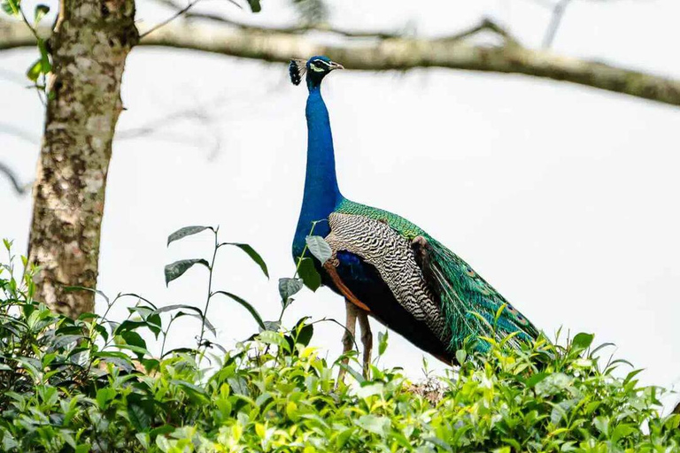 Sinharaja-Regenwald (UNESCO) &amp; Öko-Tour (3 Tage) mit HotelSinharaja-Regenwald (UNESCO) &amp; Öko-Tour (3 Tage) mit Hotel