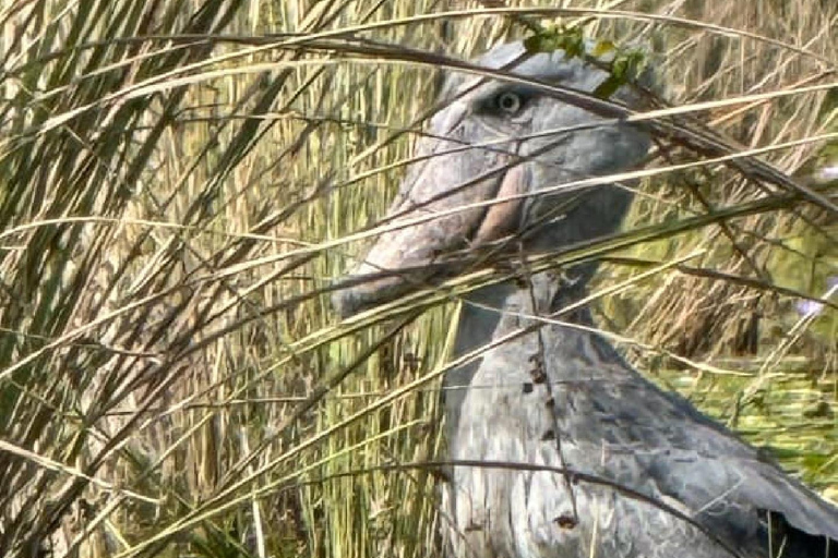 Entebbe: Walking Tour, Mabamba Shoebill & Coffee Experience