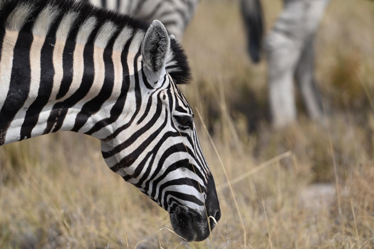Windhoek: 3-Day Guided Safari in Etosha with Lodge