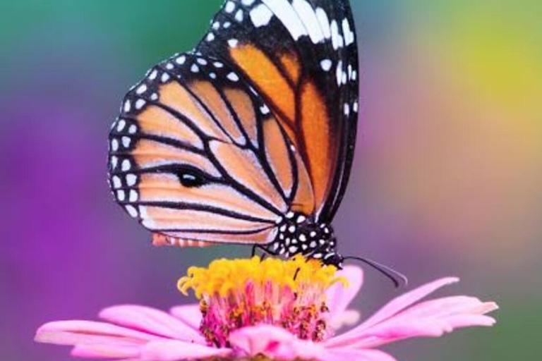 Sansibar: Schmetterlingszentrum, Kuza-Höhle und Mtende Beach Tour