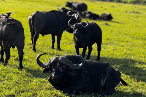 Nairobi: 3-Day epic trip to Maasai Mara Reserve with meals 3 days, 2 nights private safari to Mara in a tourist VAN