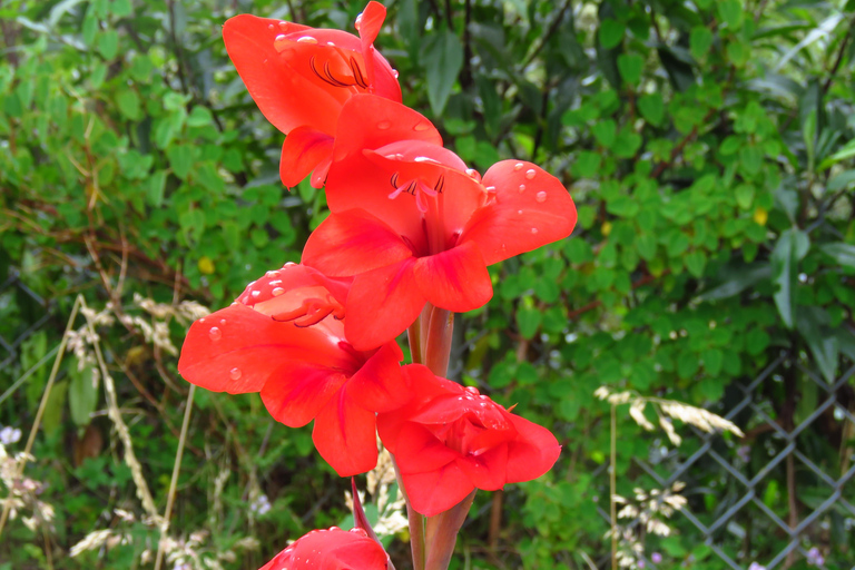 Quito: Full Day Trip to Papallacta Hot springs and The Area