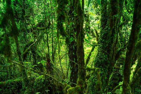 Doi Inthanon Nationaal Park &amp; Wandelen Kew Mae Pan Natuurpad