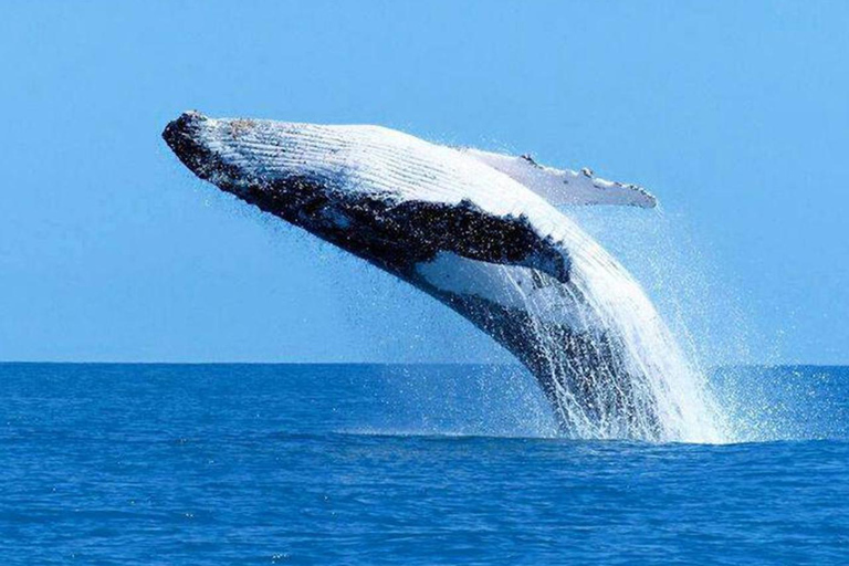 Mirissa: Whale Watching Cruise With Blue Whales & Dolphins