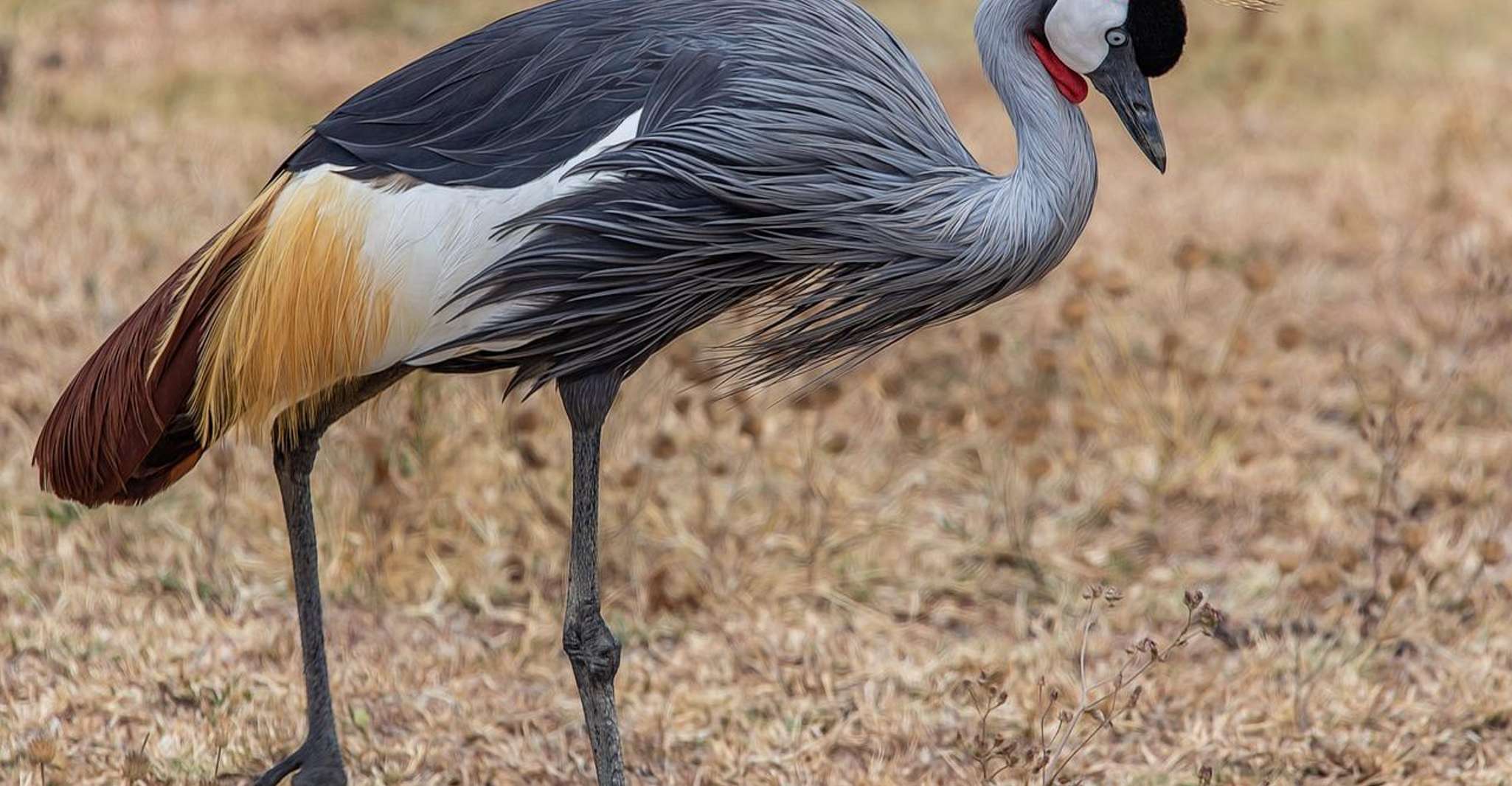 2-DAYS Best Safari in Mikumi National Park - Housity