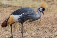 Best safari de 2 jours dans le parc national de Mikumi - Housity