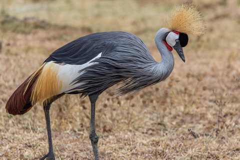 Park Narodowy Mikumi - 1-dniowa wycieczka z ZanzibaruJednodniowa wycieczka do Parku Narodowego Mikumi z Zanzibaru