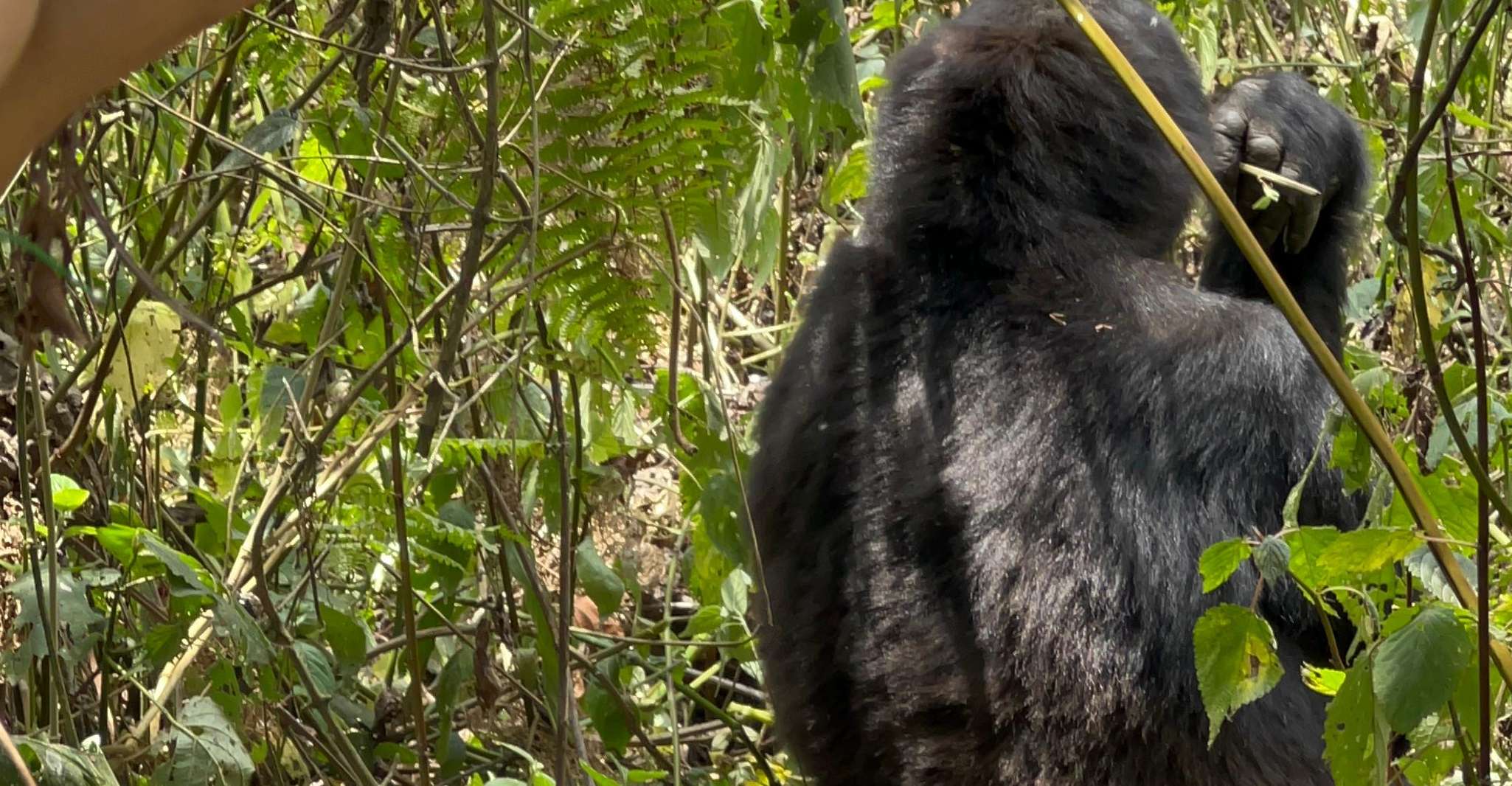 4 Day Congo (DRC) Lowland Gorilla Tracking from Kgl Rwanda - Housity