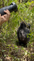 4 Day Congo (DRC) Lowland Gorilla Tracking from Kgl Rwanda - Housity