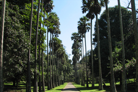 Sri Lanka Excursión de 4 días a Kandy y Nuwara Eliya por el té y las colinas