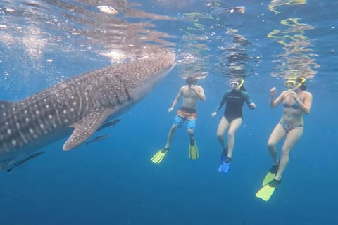 From Boracay: Whale Shark Experience with Free Transfers - Image 2