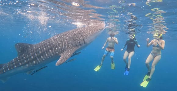 From Boracay: Whale Shark Experience with Free Transfers