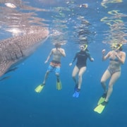 From Boracay: Whale Shark Experience with Free Transfers