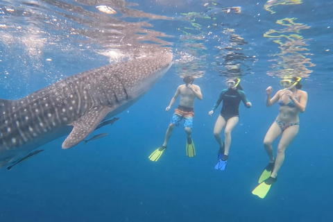 From Boracay: Whale Shark Experience with Free Transfers Whale Shark and Malumpati Cold Spring and Water Tubing