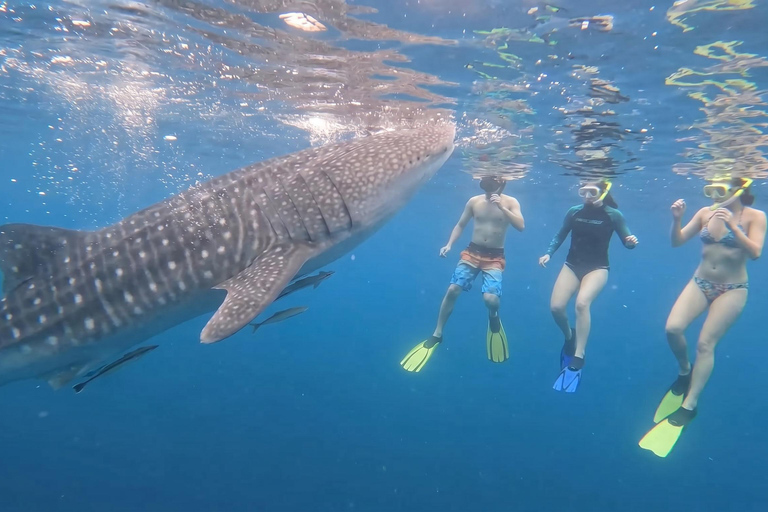 From Boracay: Whale Shark Experience with Free Transfers Libertad Whale Shark Experience (Join-in)