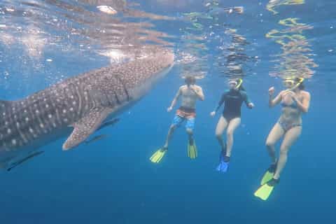 From Boracay: Whale Shark Experience with Free Transfers - Image 3