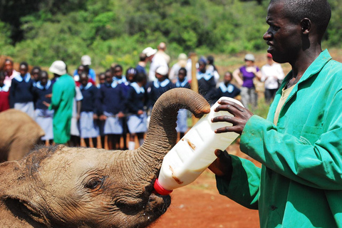 Tour giornaliero dell&#039;orfanotrofio degli elefanti David Sheldrick e delle giraffe