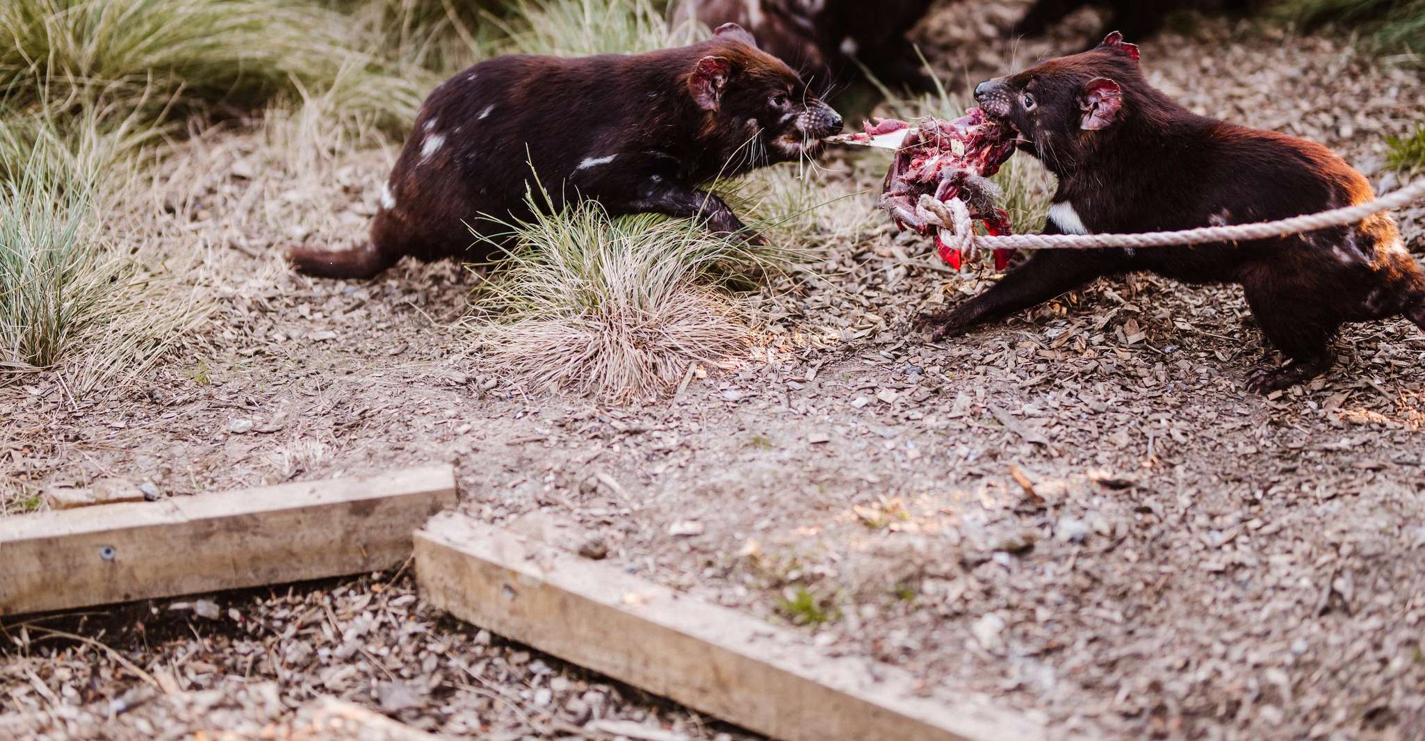 Cradle Mountain, después del oscuro Tasmanian Devil Feeding Tour - Housity