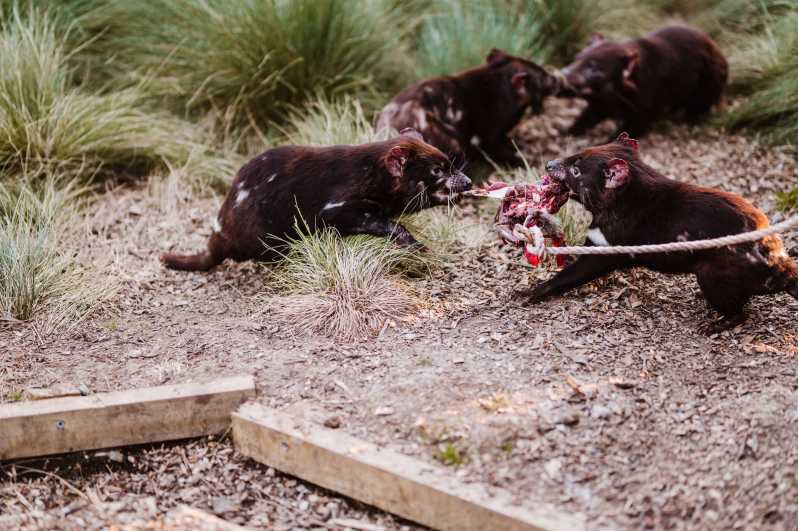 Cradle Mountain: After Dark Tasmanian Devil Feeding Tour