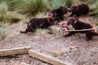 Cradle Mountain, después del oscuro Tasmanian Devil Feeding Tour - Housity