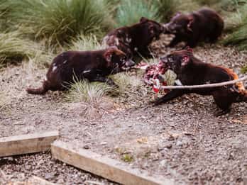 Cradle Mountain: After Dark Tasmanian Devil Feeding Tour