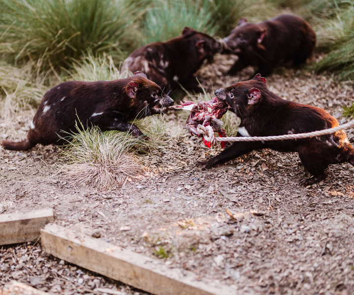 Cradle Mountain: After Dark Tasmanian Devil Feeding Tour