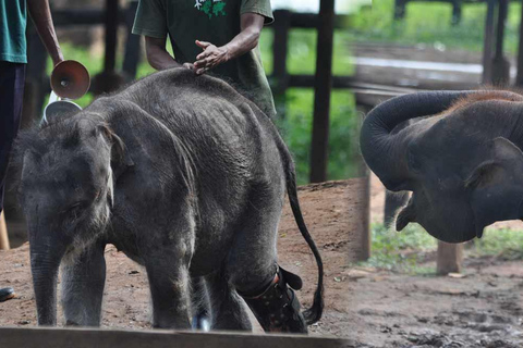 Sri Lanka: 12-tägige Abenteuertour durch die Landschaft