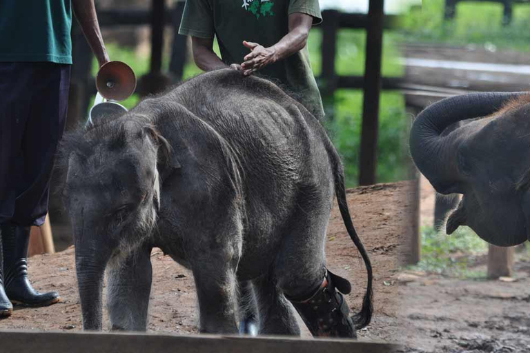 Sri Lanka: 12-dniowa malownicza wycieczka przygodowa