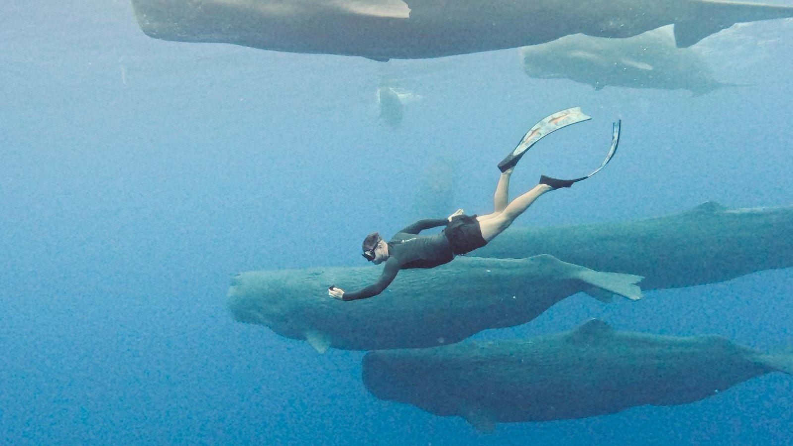 Mauritius Eco Whales Quest, 3-4 Stunden Expedition