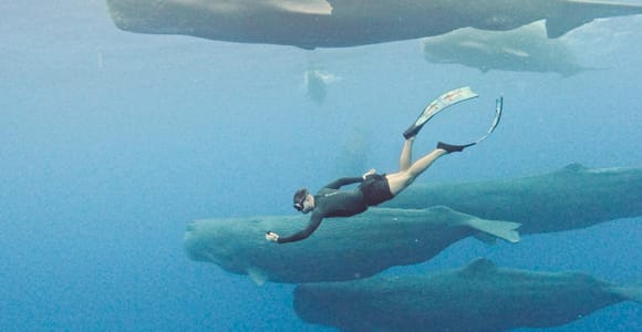 Mauritius Eco Whales Quest, 3-4 hours Expedition