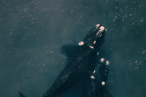 From Cape Town: Half Day Hermanus Whale Watching & Exploring