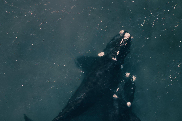 From Cape Town: Half Day Hermanus Whale Watching & Exploring
