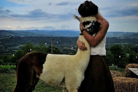 Langhe: Alpaca Walk, Farm Visit, and Traditional Picnic