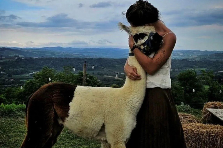 Langhe: Alpaca Walk, Farm Visit, and Traditional Picnic
